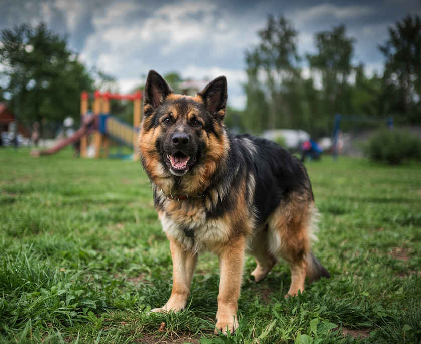Dog Bite Accident Lawyer Palm Beach Gardens